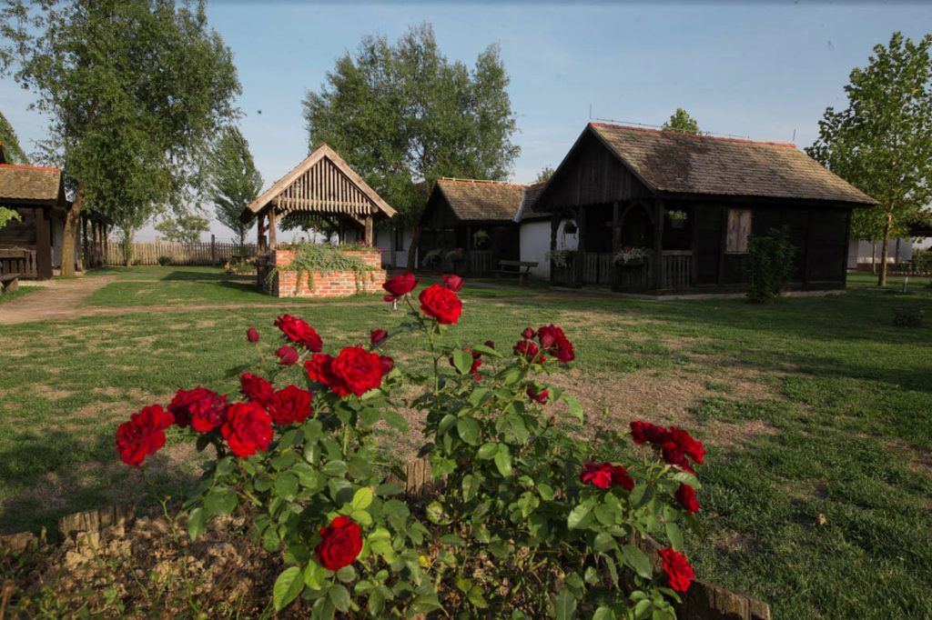 Acin salaš - cvijeće